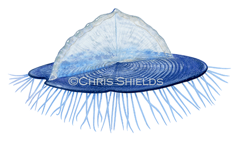 By-the-wind-sailor (Velella velella) OS0061