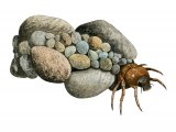 Caddis Larvae (Goera Pilosa) IN001