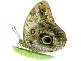 Caligo memnon (Owl Butterfly) IN001