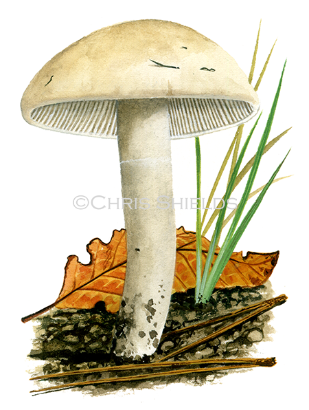 Calocybe constricta FU0358