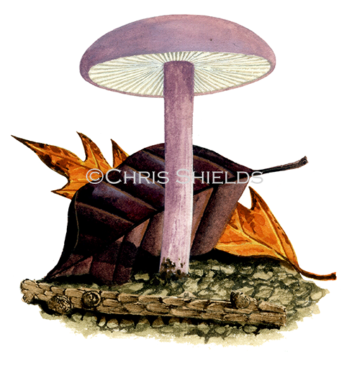 Calocybe ionides (Violet Domecap) FU0360.