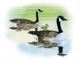 Canada goose (Branta canadensis) BD0276