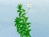 Canadian Pondweed (Elodea canadenis) BT0104