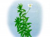 Canadian Pond Weed (Elodea canadenis) BT0105
