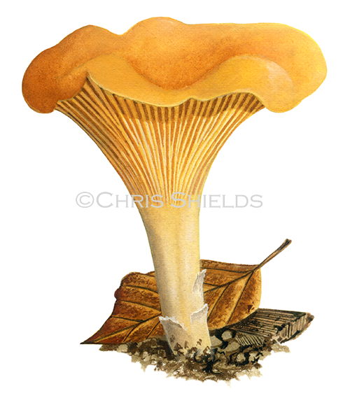 Cantharellus cibarius (Chanterelle) FU095