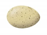 Capercaillie egg (Tetrao urogallus) BD0176