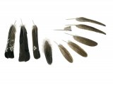 Capercaillie feathers (Tetrao urogallus) BD0579