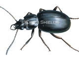 Carabid Beetle (Trechisibus antarcticus) IN017