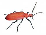 Cardinal beetle (Pyrochroa serraticornis) IN001