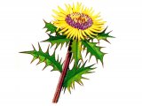 Carline Thistle (Carlina vularis) BT0181