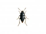 Carrion Beetle (Catops tristis) IN004