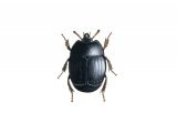 Carrion Beetle (Hister cadarverinus) IN001