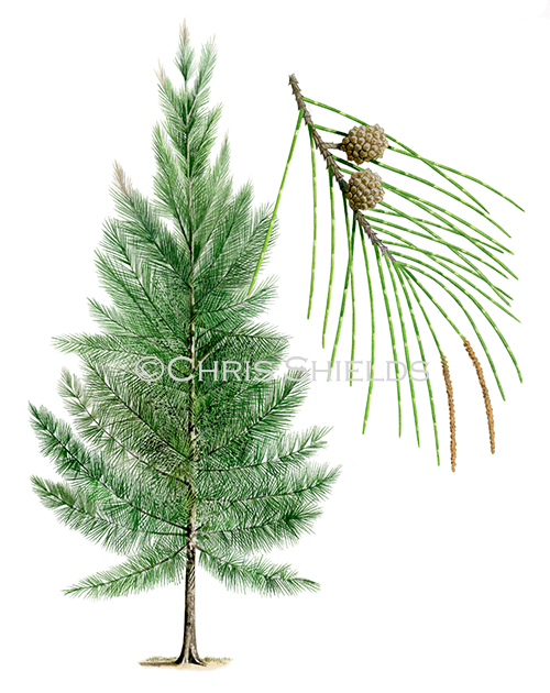 Casuarina Tree (Casuarina equisetifolia) BT0333