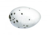 Chaffinch Egg (Fringilla coelebs) BD0177