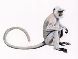 Chamba sacred langur (Semnopithecus ajax) M001