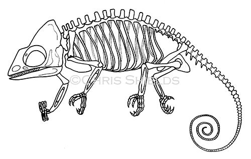 Chameleon Skeleton (Chamaeleo chamaeleon) R004