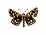 Chequered Skipper (Carterocephalus palaemon) IN001