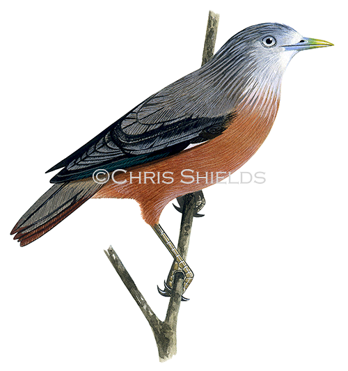 Chestnut-tailed Starling adult male (Sturnia malabarica malabarica) BD0080