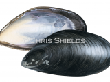 Chilean mussel (Mytilus chilensis) OS0045