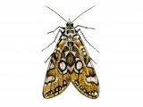 Brown China-mark Moth (Elophila nymphaeata) IN003
