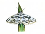 China-mark moth (Beautiful) Nymphula stagnata IN001