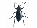 Churchyard Beetle (Blaps mucronata) IN001