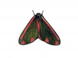 Cinnabar Moth (Tyria jacobaeae) IN003
