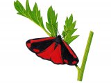 Cinnabar Moth (Tyria jacobaeae) IN004