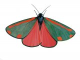 Cinnabar Moth (Tyria jacobaeae) IN005