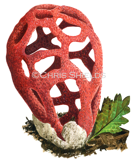 Clathrus rubra (Red Cage) FU0373