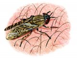 Cleg Fly (Haematopota pluvialis) IN001
