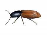 Click Beetle (Ampedus sp.) IN004