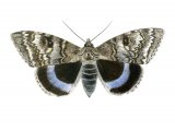 Clifden Nonpareil (Catocala fraxini) IN001