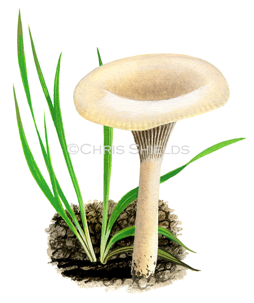 Clitocybe agrestis FU0012