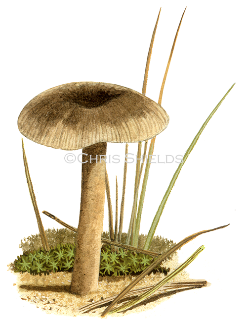 Clitocybe barbularum FU0375