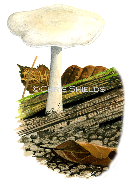 Clitocybe truncicola FU0387.