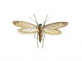 Clothes Moth (Tineola biselliella) IN001