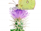 Clouded Yellow (Colias croceus) L0050