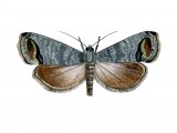 Codlin Moth (Cydia pomonella) IN001