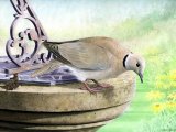 Collared dove (Streptopelia decaocto) BD0286