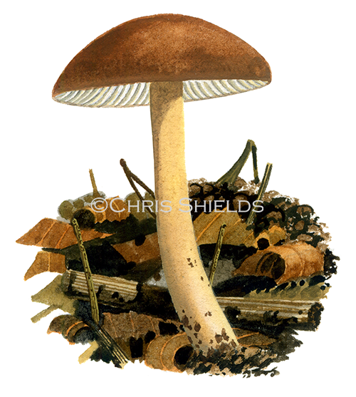 Collybia Gymnopus) ocior FU0405