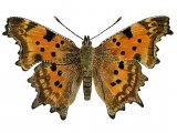 Comma (Polygonia c-album) IN001