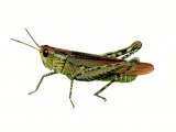 Common Field Grasshopper (Chorthippus vagans) IN001