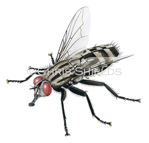 Common Flesh Fly (Sarcophaga carnaria) IN0012