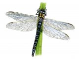 Dragonfly (Common Hawker) Aeshna juncea IN001
