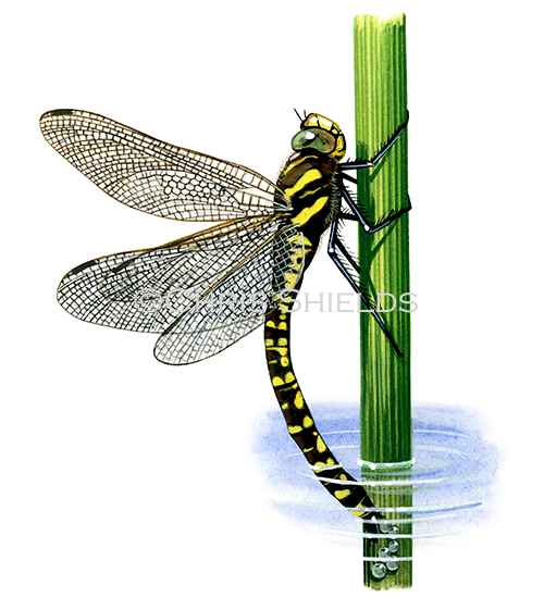 Common Hawker (female) Aeshna juncea IN005