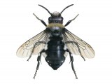 Common Mourning Bee (Melecta albifrons) IN001