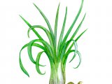 Common Quillwort (Isoetes lacustris) BT0187