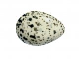 Common Sandpiper egg (Actitis hypoleucos) BD0179