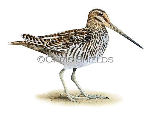 Common Snipe (Gallinago gallinago) BD0625